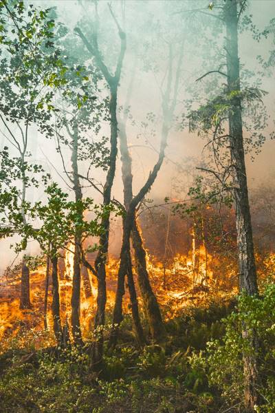 Wildland Fire Reports